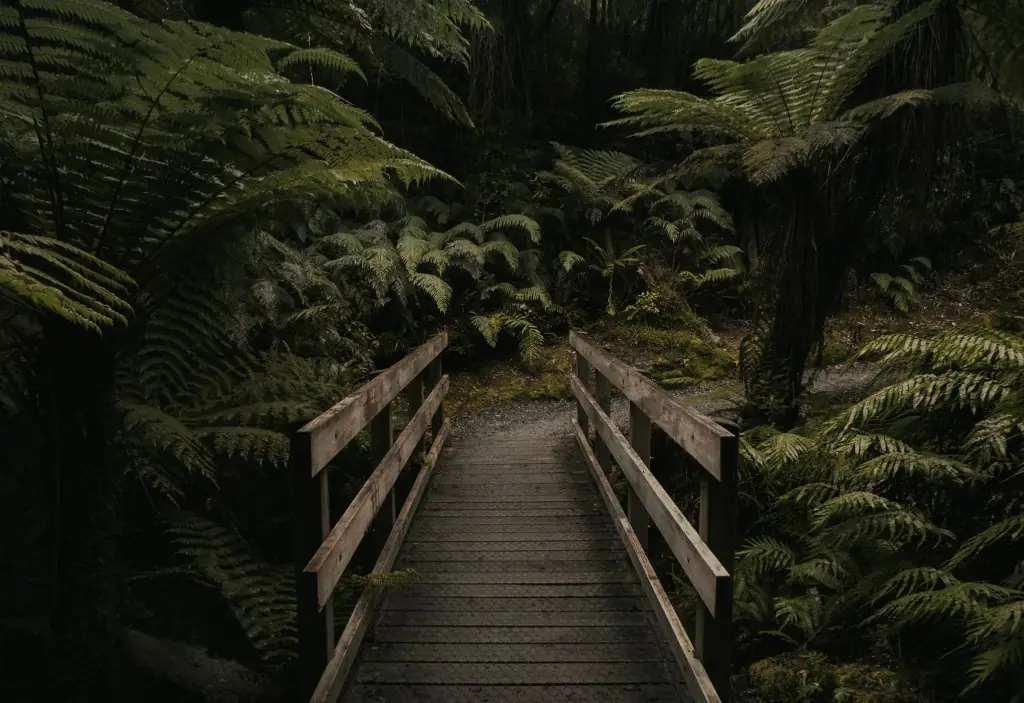 A wooden footbridge leading into a dense forest of tree ferns